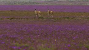 Atacama florece: lluvias harán posible fenómeno del Desierto Florido desde septiembre 