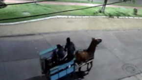 Los "Carreta Chorros": Delincuentes usaban un caballo para cometer robos
