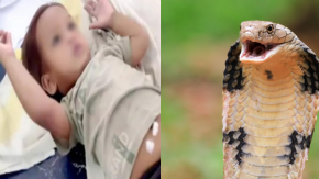 Niño de 2 años mordió a una cobra y sobrevivió: "Cuando llegamos, ya tenía la cabeza de la serpiente en la boca”