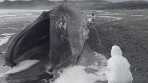 Ballena de 17 metros varó muerta en una playa de Chonchi: Recomiendan no acercarse al cuerpo Ballena de 17 metros varó muerta en una playa de Chonchi: Recomiendan no acercarse al cuerpo