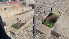 Denuncian macabro caso de maltrato animal en Antofagasta: Encontraron un perro decapitado sobre una parrilla