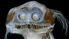 Redes sociales viralizan imagen de "Pez Telescopio" digno de película de terror