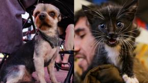En qué consiste la iniciativa que busca garantizar un día libre por muerte de mascotas En qué consiste la iniciativa que busca garantizar un día libre por muerte de mascotas