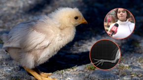 “Se repite cada luna llena”: Denuncian hallazgo de gallinas mutiladas y supuestos ritos en sectores de Santiago