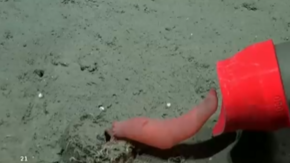 Furor en Argentina por inédita transmisión submarina: se hizo viral en redes sociales