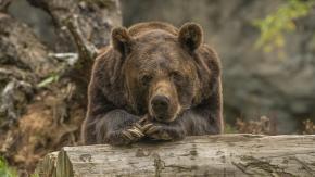 Un oso ataca a una mujer en un hogar para personas discapacitadas en Japón”