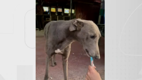 “Estaban durmiendo sobre sus fecas”: El deplorable estado en que fueron rescatados perros galgos usados para carreras