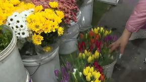 Las razones por las que Chile podría quedarse sin tulipanes, liliums y gladiolos