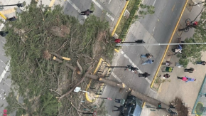 Reportan caída de árboles en comunas del sector oriente de la RM tras fuertes vientos 