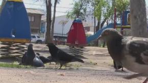 Cazan palomas para venderlas a local de comida: Experto detalla los riesgos a la salud para quienes las consuman