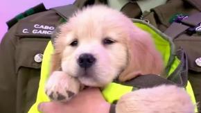 ¡Las grandes estrellas! Cachorros de Carabineros visitaron T13 Finde tras desfilar en la Parada Militar ¡Las grandes estrellas! Cachorros de Carabineros visitaron T13 Finde tras desfilar en la Parada Militar
