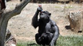 Estudio asegura que los chimpancés consumen alcohol todos los días