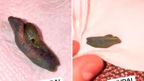 Tiktoker chileno compró bebida cola y le apareció un asqueroso objeto en su interior: “Terminé vomitando”