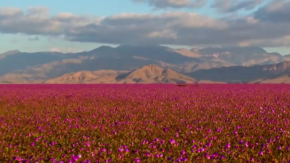 Desierto florido alcanzará su máximo esplendor en las próximas semanas Desierto florido alcanzará su máximo esplendor en las próximas semanas