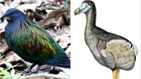 Una iniciativa genética con palomas podría traer de regreso al dodo, extinto hace 300 años 