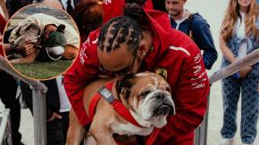 Dolor en la F1: Muere Roscoe, la famosa mascota que acompañó durante años a Lewis Hamilton Dolor en la F1: Muere Roscoe, la famosa mascota que acompañó durante años a Lewis Hamilton