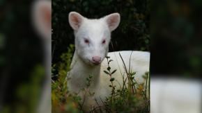 ¡Hay que protegerla!: Fotógrafa capta a una pudú albina en Chiloé ¡Hay que protegerla!: Fotógrafa capta a una pudú albina en Chiloé
