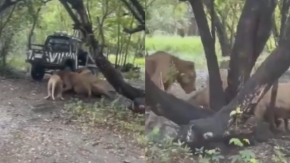 VIDEO | Tragedia en zoológico de Tailandia: Grupo de leones devoró a trabajador VIDEO | Tragedia en zoológico de Tailandia: Grupo de leones devoró a trabajador