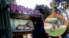 Trágico incidente: Guacamayo fue atacado por felino en plena exposición con público en el Buinzoo