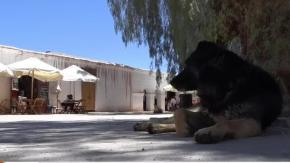 Ataques de perros generan alarma en Osorno: ganaderos denuncian pérdidas y piden aplicar la ley Ataques de perros generan alarma en Osorno: ganaderos denuncian pérdidas y piden aplicar la ley