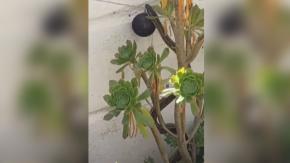 Mujer se llevó tremendo susto al encontrar culebra en su patio en Macul: especialista explica si esta especie es peligrosa