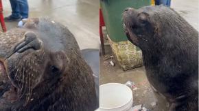 Un "perrito diferente": Ben, el lobo marino que conquistó a pescadero venezolano y es furor en redes sociales