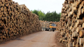Cómo impactan a Chile los nuevos aranceles a la madera impuestos por Trump