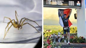 La pesadilla de deportista chilena tras ser picada por araña de rincón: "Si no hacía nada, en 12 horas me moría" La pesadilla de deportista chilena tras ser picada por araña de rincón: "Si no hacía nada, en 12 horas me moría"