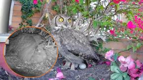 Alerta de ternura: Pareja de búhos llegó al balcón de una casa en Santiago, tuvieron sus polluelos y hoy ya son una familia Alerta de ternura: Pareja de búhos llegó al balcón de una casa en Santiago, tuvieron sus polluelos y hoy ya son una familia