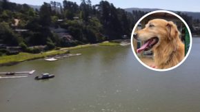 Denuncian muerte de perros por agua del Lago Vichuquén Denuncian muerte de perros por agua del Lago Vichuquén