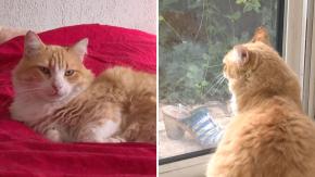 Tribunal francés sanciona a gato con no poder salir de su casa por conducta antisocial: “Como arresto domiciliario”