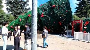 Ganó el Grinch: Árbol de Navidad en Coyhaique se desplomó en plena plaza de la ciudad
