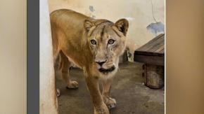 Una leona mata a un joven que ingresó a su recinto en un zoo de Brasil
