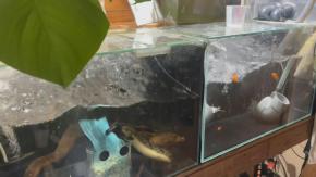 Al menos 30 heridos en Japón tras terremoto de magnitud 7,5