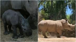 Atanasio, el rinoceronte blanco se va de Chile con destino a Brasil