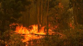 Mira EN TIEMPO REAL el mapa de los incendios forestales activos en territorio nacional