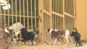 Mujer de 65 años fue atacada por jauría de perros en Valparaíso: Se encuentra en estado grave