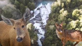 Campaña logra resguardar 133 mil hectáreas en Cochamó: hábitat de especies amenazadas como el huemul y el pudú