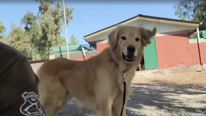 Flipper trabajó 8 años con Carabineros: La historia del perrito que ya se jubiló