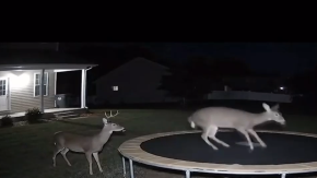 Videos con IA: ¿Que es verdad y qué es mentira?