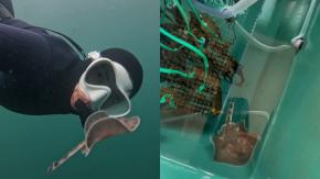 Quién es Camila Montt, bióloga marina que rescató más de 100 rayas en Valparaíso: "La gente no protege lo que no conoce"