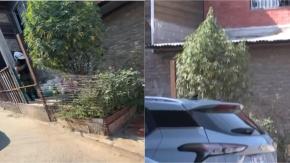 "Lo tienen normalizado": El insólito árbol navideño de marihuana con luces en plena calle de San Bernardo