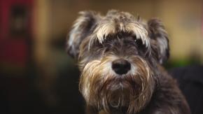 Mujer condenada por ruidos molestos de su perro explica el por qué de los ladridos: "Le tiran agua y le tiran piedras"