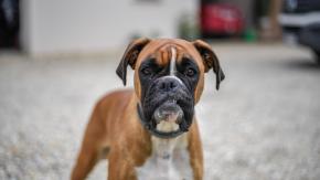 “Violencia sorda”: Corte ordena a dueña de perro tomar medidas para evitar ruidos molestos y proteger a adulta mayor