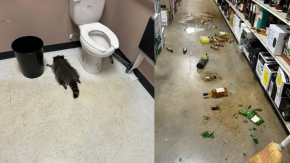 Mapache ebrio terminó durmiendo en el baño de una botillería: cámaras captaron la borrachera