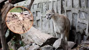 Denuncian matanza de pumas en Cochamó: aseguran que los asesinan y arrojan los restos al río Puelo Denuncian matanza de pumas en Cochamó: aseguran que los asesinan y arrojan los restos al río Puelo