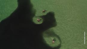 En un fenómeno inusual en Río de Janeiro, un enorme banco de anchoas tiñe las aguas de Copacabana