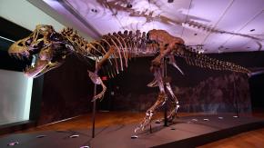 ¿Cuánto tardaba un T. rex en alcanzar su tamaño de adulto?