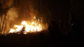 Realizan diligencias en fundo en Florida para identificar origen de uno de los incendios forestales del Biobío