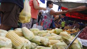 Pastel, humitas, porotos: El choclo vive su mejor momento de la temporada